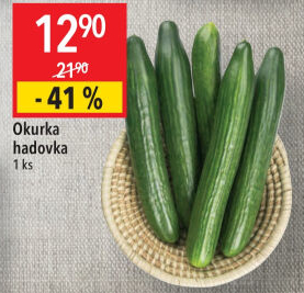Okurka hadovka