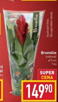 Bromelia