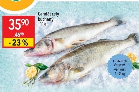 Candát obecný kuchaný