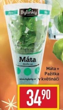 Bylinky v květináči