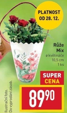 Růže