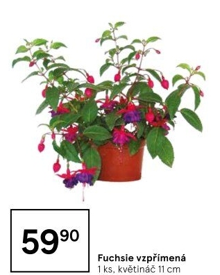 Fuchsie