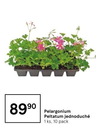 Muškáty / Pelargonie