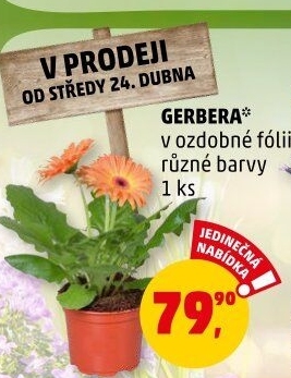 Gerbera