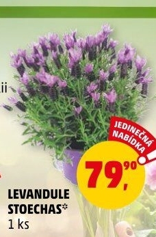 Levandule