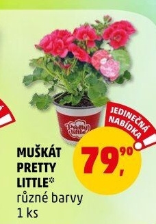 Muškáty / Pelargonie