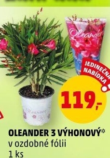 Oleandr