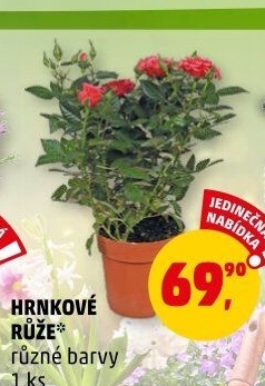 Růže