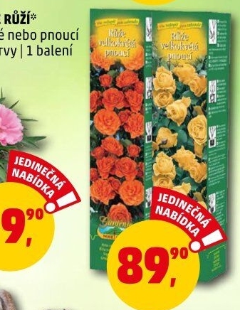 Sazenice růží