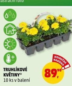 Truhlíkové květiny
