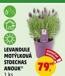Levandule