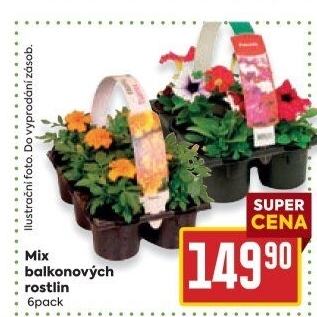Balkonové rostliny