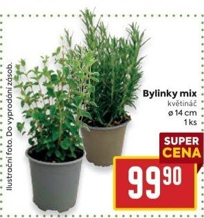 Bylinky v květináči