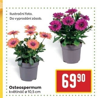 Tvrdosemeník - Kapská kopretina - Osteospermum