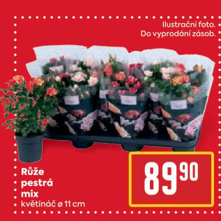 Růže