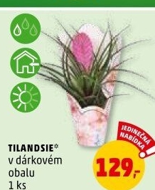 Tilandsie