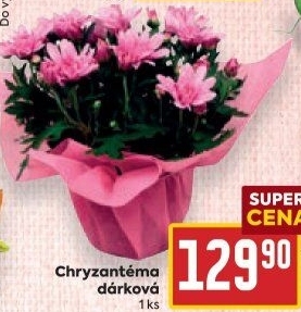 Chrysanthemum - Chryzantéma