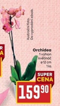 Orchidej