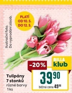 Řezané tulipány