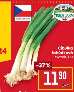 Jarní cibule svazek Česká farma