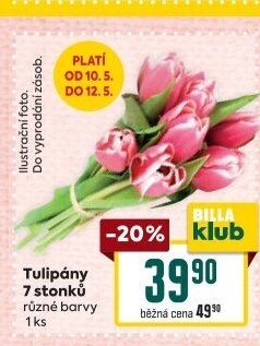 Řezané tulipány