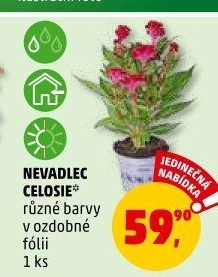 Nevadlec - Celosie