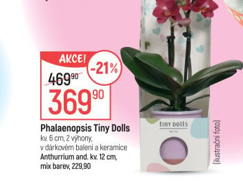 Orchidej