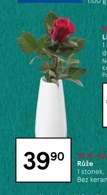 Řezané růže