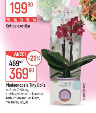 Orchidej