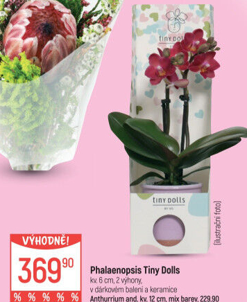 Orchidej