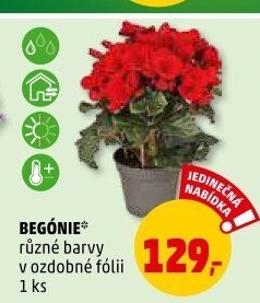 Begónie