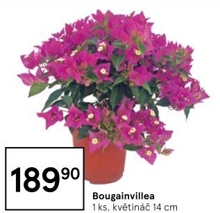 Bugenvilea - Bougainvillea