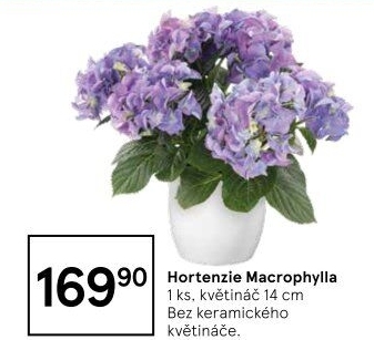 Hortenzie - Hydrangea