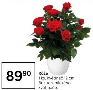 Růže