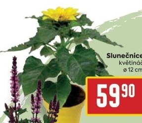 Slunečnice - Hellianthus