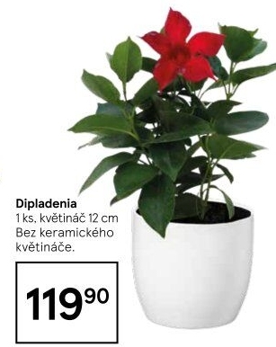 Mandevilla sundaville (Dipladenia) – Mandevila