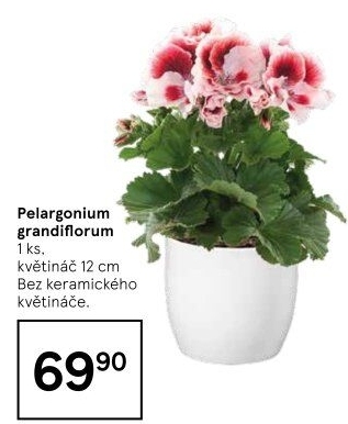 Muškáty / Pelargonie