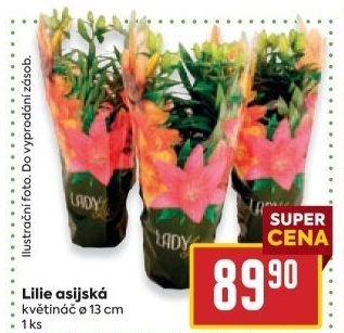 Lilie
