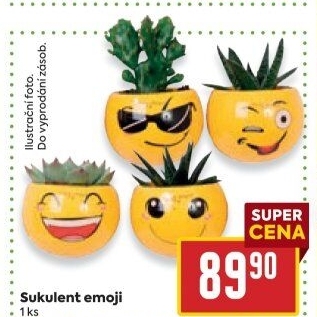 Sukulent