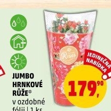 Růže