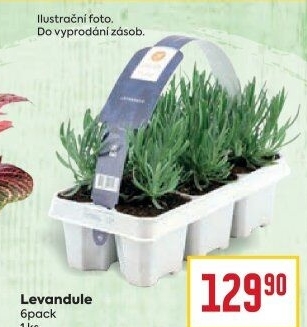 Levandule