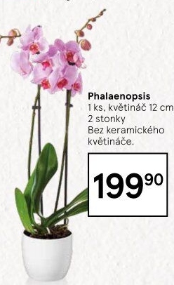 Orchidej