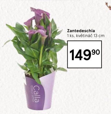 Zantedeschia - Kornoutovka