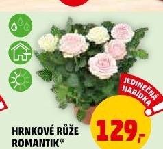 Růže