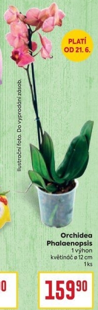 Orchidej