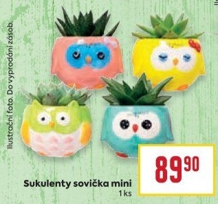 Sukulent