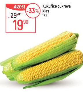 Kukuřice klas