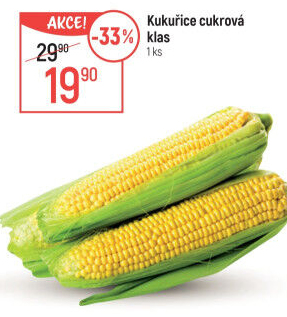 Kukuřice klas