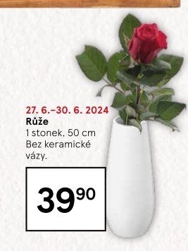 Řezané růže