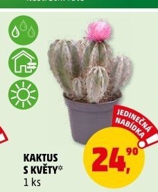 Kaktus